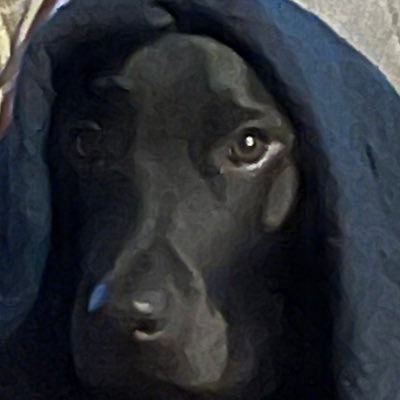 Dog Lover, MAGA Movement Hater, Just Trying To Make A Difference. I follow back.💙💙💙🌎🌎🌎 You can find me on Bluesky @axeldog777.bsky.social