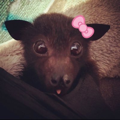 imdyinglooll's profile picture. estoy loca (no broma) | solo una guapa con problemas de ira