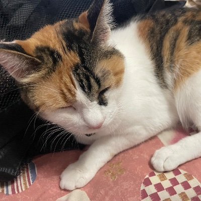 s_t_newselife's profile picture. DMMWEBCAMP 24年1月生