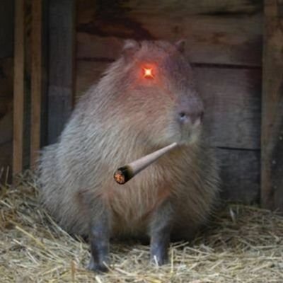 AndrewParra420's profile picture. Absurdist | Music & movies enjoyer | Corporate Wook |🧦🛣/🏴🛏 | 🇻🇪🇺🇸 | I have extremely normal beliefs and am a chill part of a normal online community