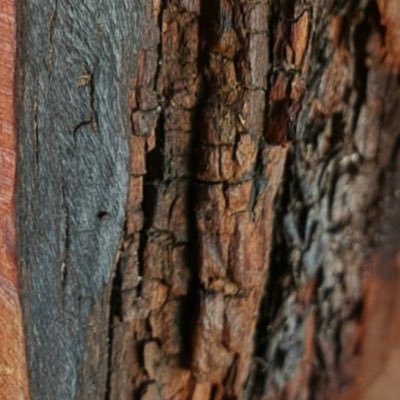 paulauster_kor's profile picture. 벼락 맞은 나무 알티하는 계정. 꽁돈 얼마나 생기나보자.