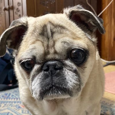 nonnon10242's profile picture. 1月2日雛が🌈の橋に…ママは良いママでしたか？無言フォロー許してください。 雛&恋のママン #動物愛護#あさ8