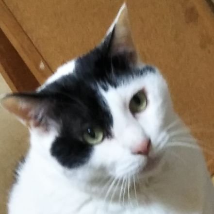 hisaochappy's profile picture. ギター弾いてます
杏仁豆腐とおしるこ太郎
ジオラマアパート
tanya
いけない楽園
シェルドブラン
(ex  noum)

https://t.co/LkGp9kyXGs