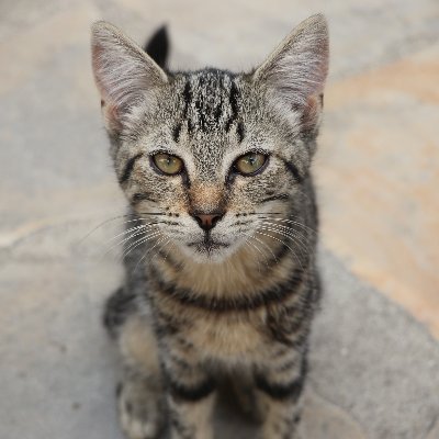 momohteks's profile picture. .