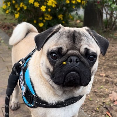 🐶ふうた 🎂2022.10.29 / 🏠2023.01.02〜家族4人とパグの暮らし / パグ好きさんと繋がりたい😊