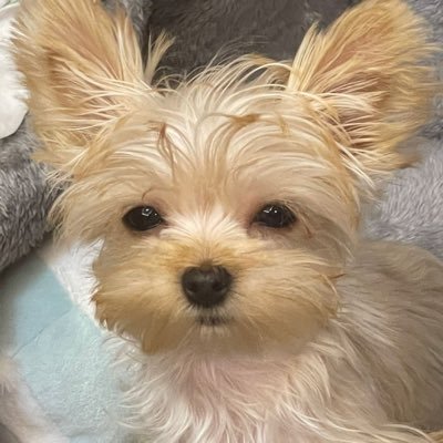 MutongK's profile picture. 趣味垢　ヨロシクʕ•ᴥ•ʔ