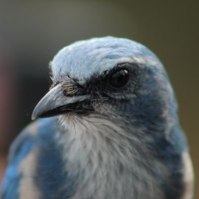 SilenicSophist's profile picture. Καὶ ἐάν τίς μου ἀκούσῃ τῶν ῥημάτων καὶ μὴ πιστεύσῃ, ἐγὼ οὐ κρίνω αὐτόν· οὐ γὰρ ἦλθον ἵνα κρίνω τὸν κόσμον, ἀλλ᾽ ἵνα σώσω τὸν κόσμον.