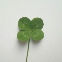 🍀 (@hika_anddd) 's Twitter Profile
