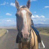 BIG RIVER RANCH (@bigriverwagyu) 's Twitter Profile