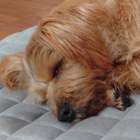 さとみん (@sonate23) 's Twitter Profile