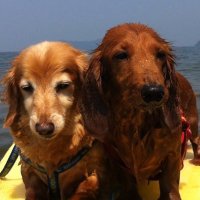 ジナさん (@jui8oz) 's Twitter Profile