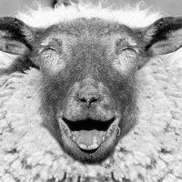 Hybris... (@bertjeweetwel) 's Twitter Profile