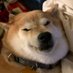 I Doctor Birbs (and other creatures) (@drshibe2) Twitter profile photo I Doctor Birbs (and other creatures) (@drshibe2) Twitter profile photo