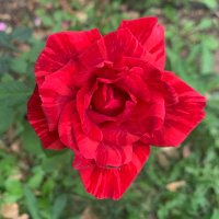 Flower Show (@theflowershow) 's Twitter Profile Photo Flower Show (@theflowershow) 's Twitter Profile Photo