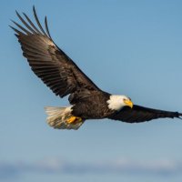 الصقر 🦅 (@heartwhite244) 's Twitter Profile Photo