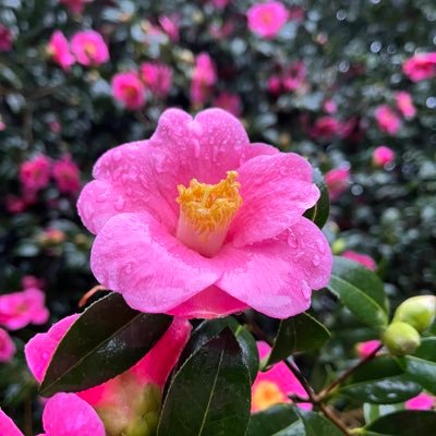 Head Gardener at Trewithen, ICS International Camellia Garden of Excellence, RHS recommended garden, Champion trees, rare shrubs,woodland glades,
