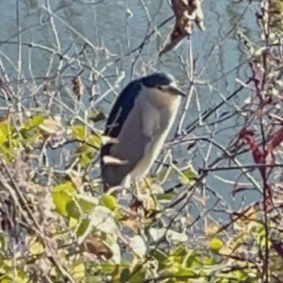 岩石、古生物、鳥が好きな小学校5年生と母親のアカウントです⭐︎ 分からないことが多く、失礼などありましたら申し訳ありません(＞人＜;) 古生物/絶滅動物/ 岩石/鉱物/鳥/色々と教えてください( ´ ▽ ` )