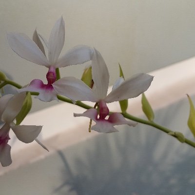 Longvan902's profile picture. 