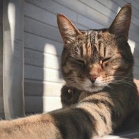 トール (@6poadkfgu83i20c) 's Twitter Profile