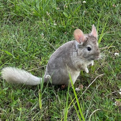 齧歯類を対象に研究しています。小型哺乳類について参考になりそうな情報があればいつでも連絡ください。チンチラを飼育しています。また、月一で齧歯類を対象に研究をしている院生同士で個人ゼミ開いてます。興味があればそちらの方も連絡ください