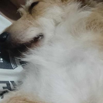 SchneckyirlFan's profile picture. TEXAS HOLDEM PLAYER.