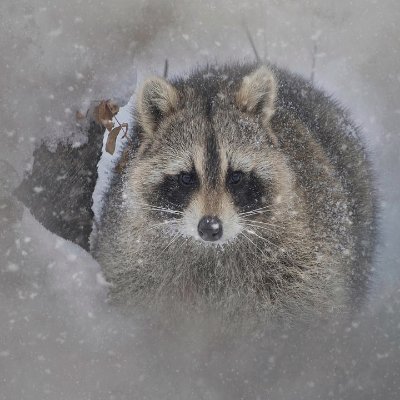 PorphyCoon Profile Picture