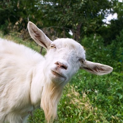 French goat