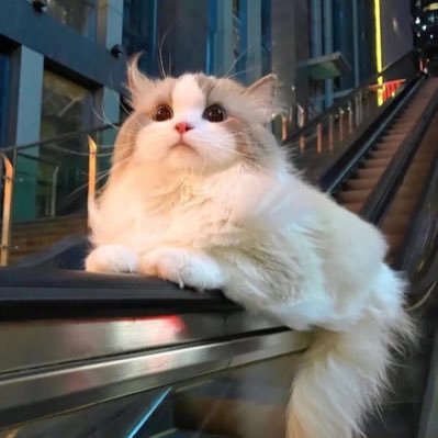 Soullehx's profile picture. Sometimes a streamer. And a weirdo. Void Alt @Xhelluos