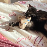 cheryl templeman (@chegglet) 's Twitter Profile