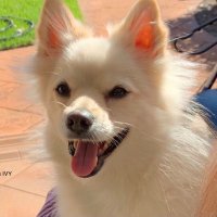 Gareth Wan (@goldbars) 's Twitter Profile