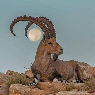 nashamyster's profile picture. ‏‏لا