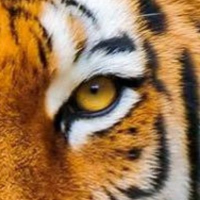 Myrtis Wiza (@myrtiswiza26842) 's Twitter Profile