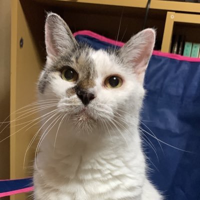 くまさん☆煉獄さんを推して参るさんのプロフィール画像