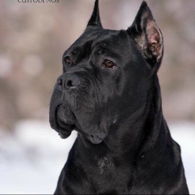 Brostedt's profile picture. 