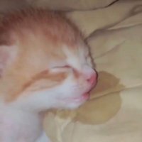 sol (@ssssolp) 's Twitter Profile