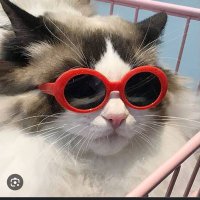 GülinÖğrtmn (@roseteache40525) 's Twitter Profile