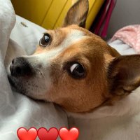 Lucy Corke (@lucy_corke) 's Twitter Profile Photo Lucy Corke (@lucy_corke) 's Twitter Profile Photo