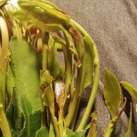 mushoku (@mushoku647077) Twitter profile photo