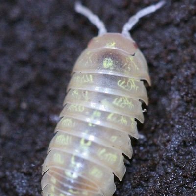 _ghostskulls_'s profile picture. 18 • she/her