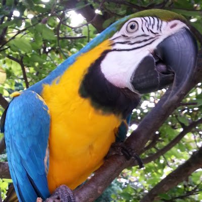 OonaSpoona's profile picture. Artist, Teacher, (been known as a) Geek and scientifically curious boomer sharing  intriguing trivia, anomolies, daily digs and beautiful things.