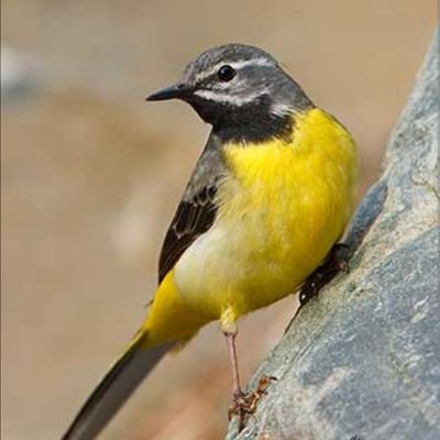 claudinegroyp's profile picture. 