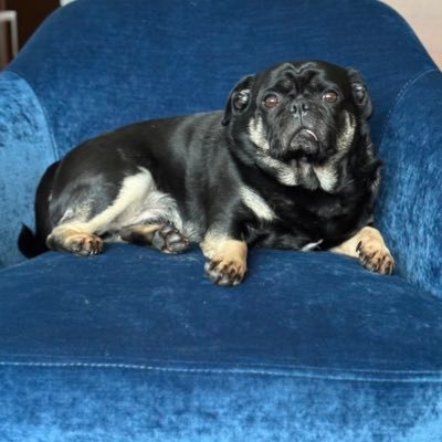 N1b1ruX's profile picture. #Algorand baby 🤘🏼