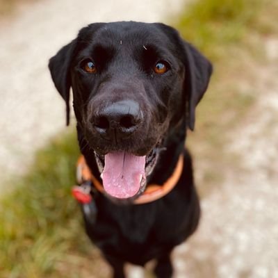 Otis, rescue labrador from Lincolnshire. Now with added baby tripaw Flash. Brother of Charlie 🌈 13/5/22 and Benji 🌈 28/8/20.