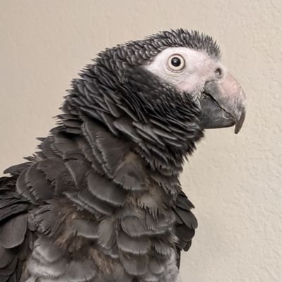 I am Mister Grendel Grey, a Timneh African Grey parrot living with Lucky the budgie and Kami the Congo Grey. I love Abby (white-cap pionus) and Giggle (GCC)!