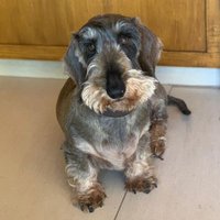 Ottodog (@ottodog3) 's Twitter Profile