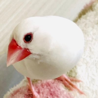 momo02733430's profile picture. 白文鳥を溺愛中です
