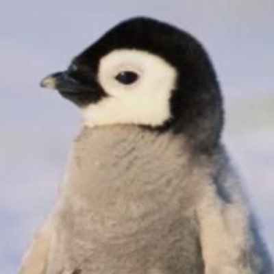 PenguinRobber Profile Picture