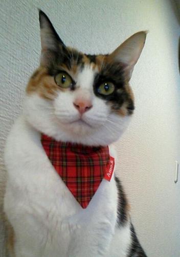 プロフ猫は我が家の長女さつき。あと勘太と梅雨。マチ子は旅立って2人と3匹。猫好きの皆さまよろしくです❗️