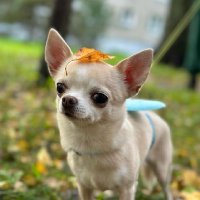 Chihuahua Lovers(@Chilovers7) 's Twitter Profile Photo