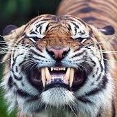 KingTig04121974's profile picture. 